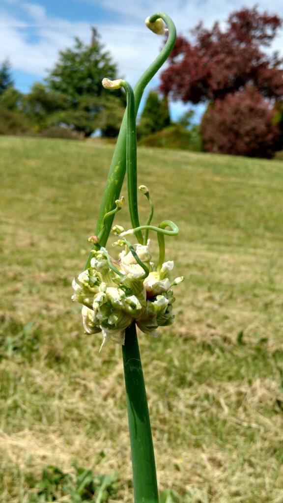 walking onions