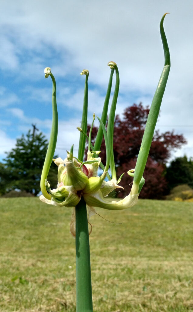 walking onions