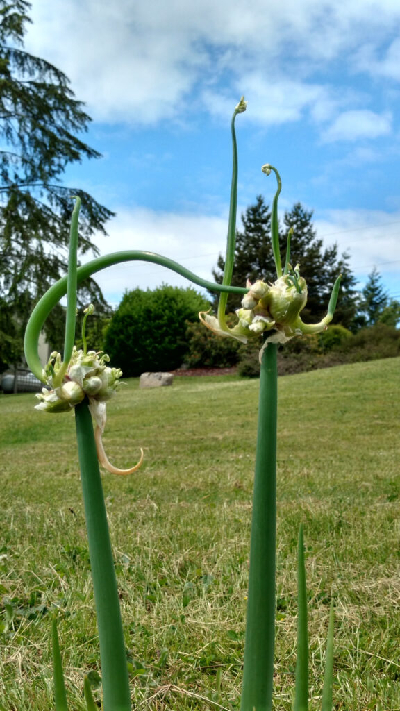 walking onions