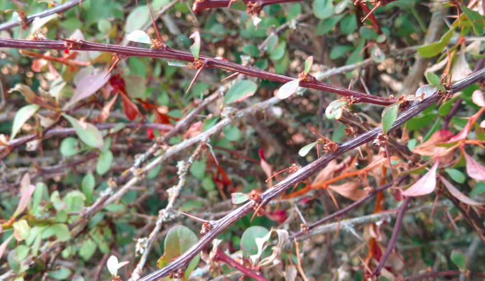 Barberry Bush