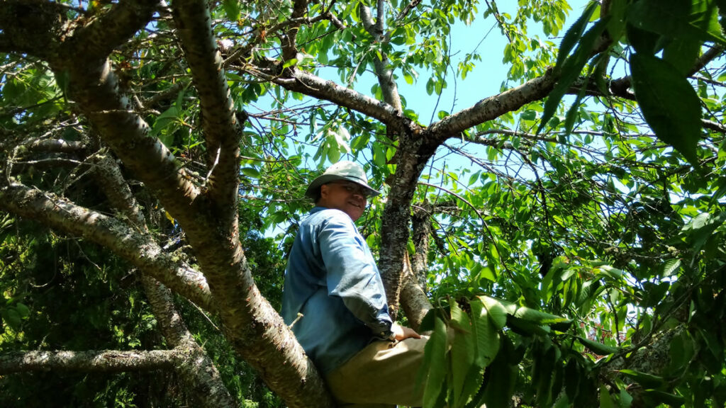 Tree Climber